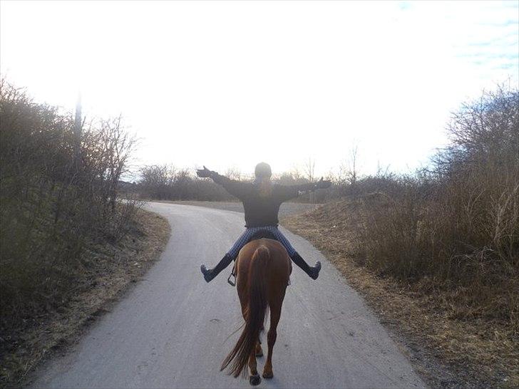 Anden særlig race Kalif (solgt) :'( - Min stjerne;)  billede 18