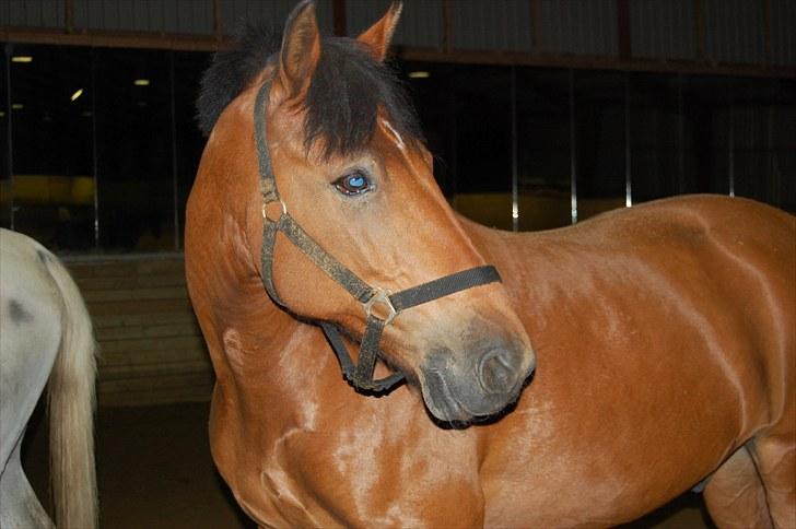 New Forest Enggaardens Frej billede 16