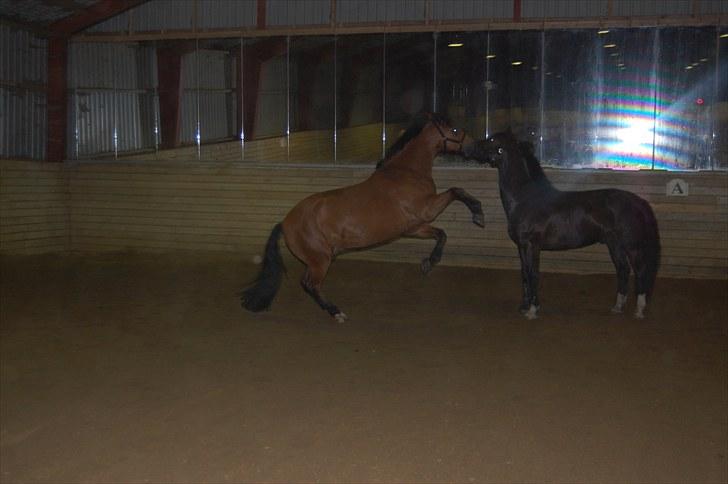 New Forest Enggaardens Frej billede 17