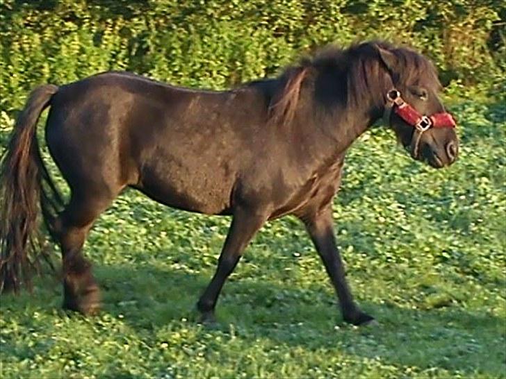 Anden særlig race Tulle *Solgt* - Velkommen til Tulle´s profil. Jeg er en sur hoppe billede 1