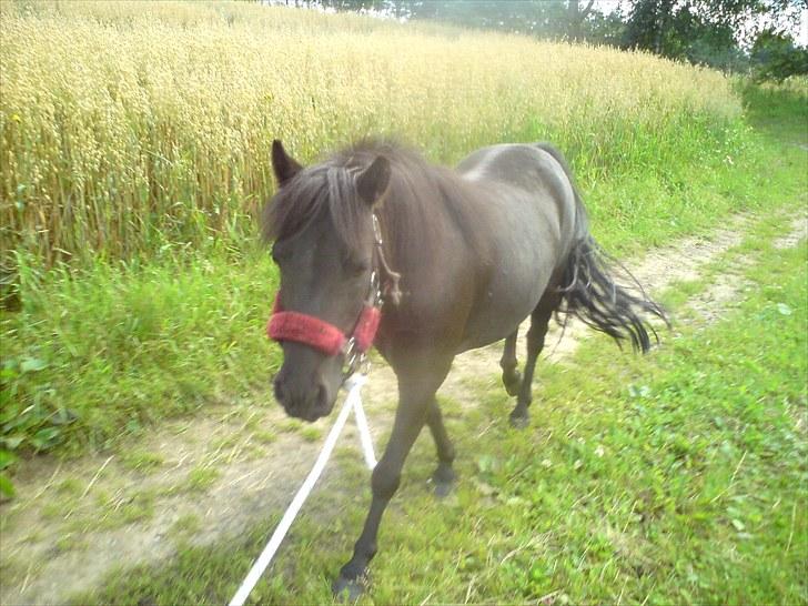 Anden særlig race Tulle *Solgt* - lige da jeg købte hende..  billede 6