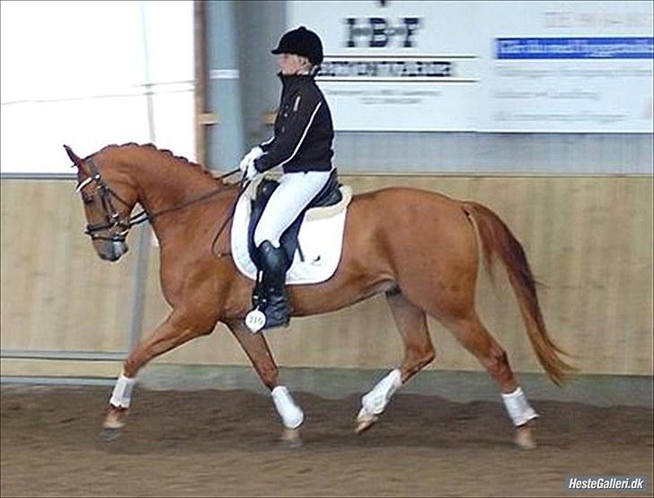 Hannoveraner Werber Welt..  billede 12