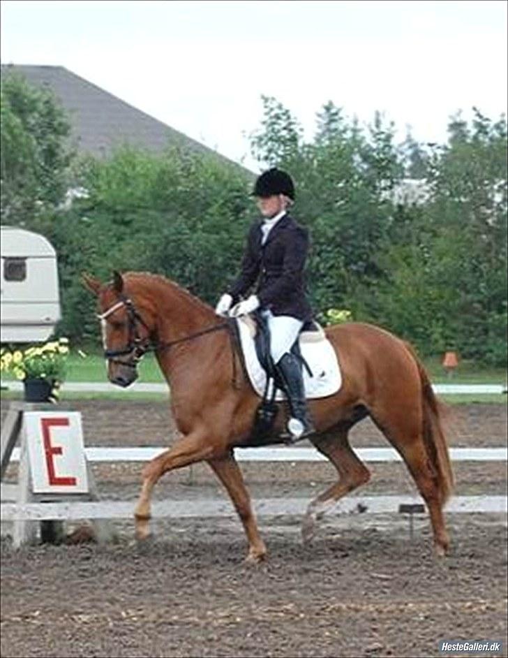 Hannoveraner Werber Welt..  billede 13