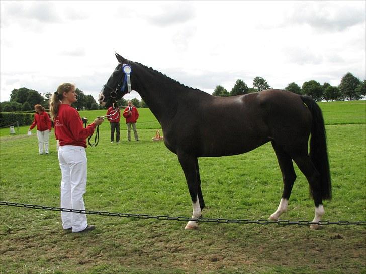 Dansk Varmblod Lavenya - Til sadelkåring hun blev kåret i RDS med 7 i helhed billede 17