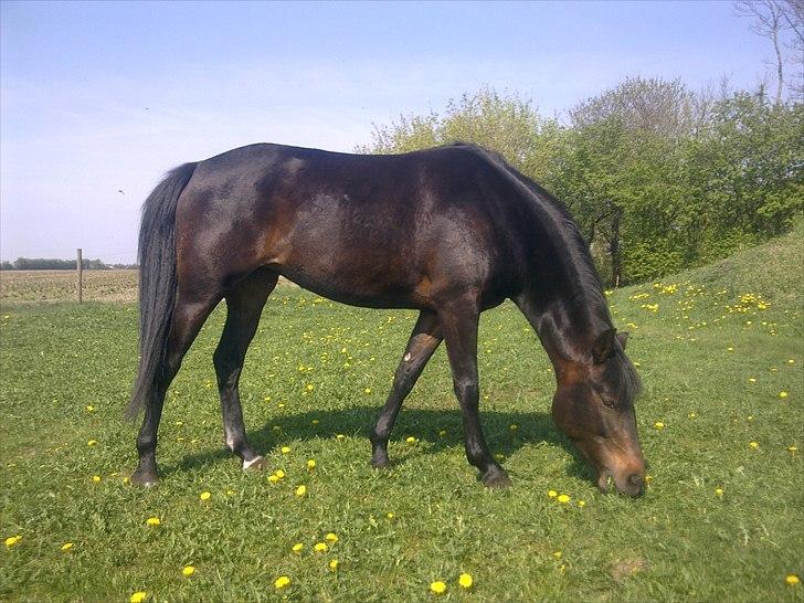 New Forest JOLIE - Mor`s ponse 26 April , hun er blevet smuk på de 9 mdr.  billede 1