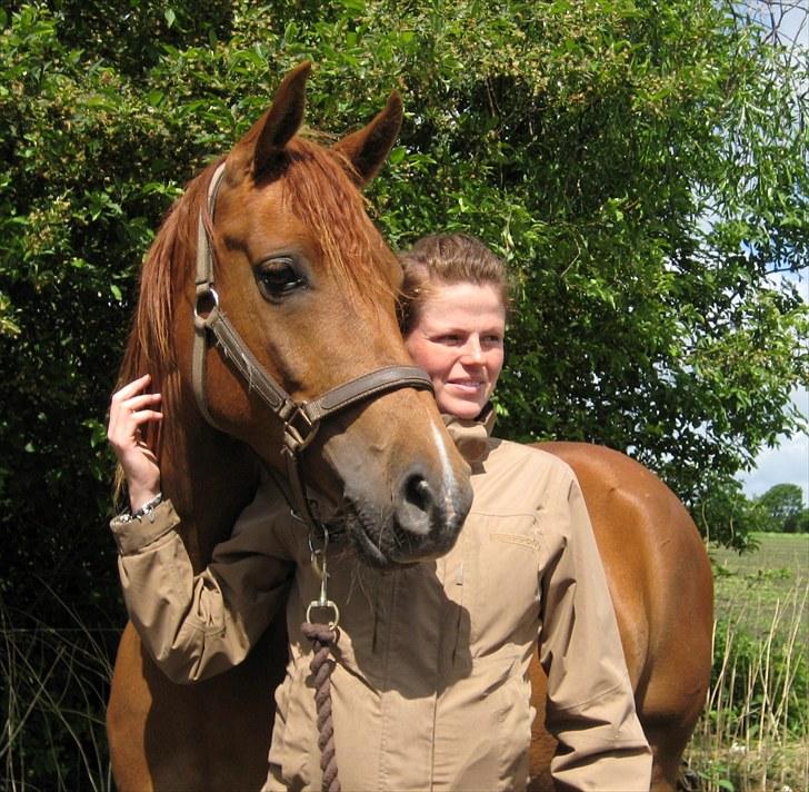 Arabisk fuldblod (OX) Kaché *solgt* billede 9