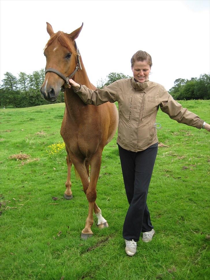 Arabisk fuldblod (OX) Kaché *solgt* billede 10