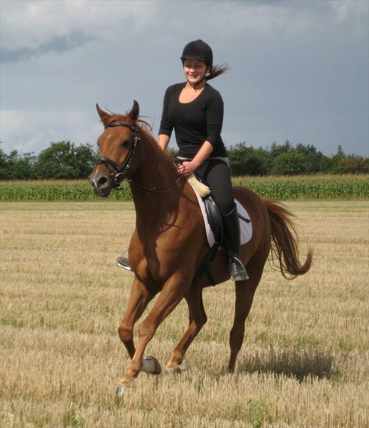 Arabisk fuldblod (OX) Kaché *solgt* billede 11