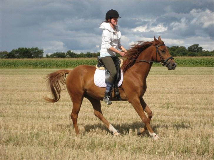 Arabisk fuldblod (OX) Kaché *solgt* billede 12