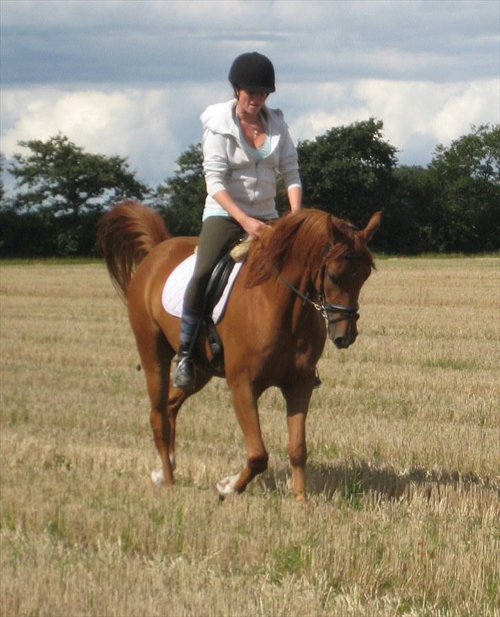 Arabisk fuldblod (OX) Kaché *solgt* billede 13