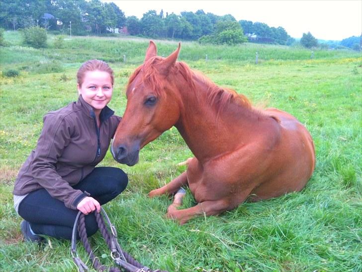 Arabisk fuldblod (OX) Kaché *solgt* billede 14