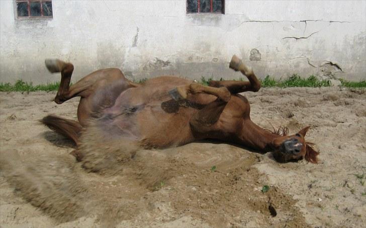 Arabisk fuldblod (OX) Kaché *solgt* billede 15