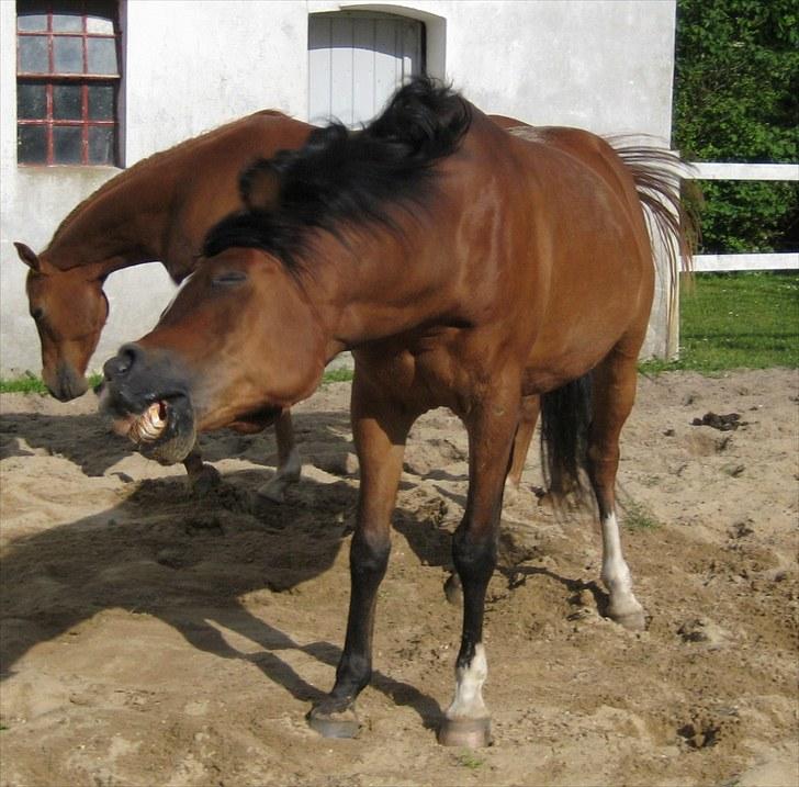 Arabisk fuldblod (OX) Farouk billede 13