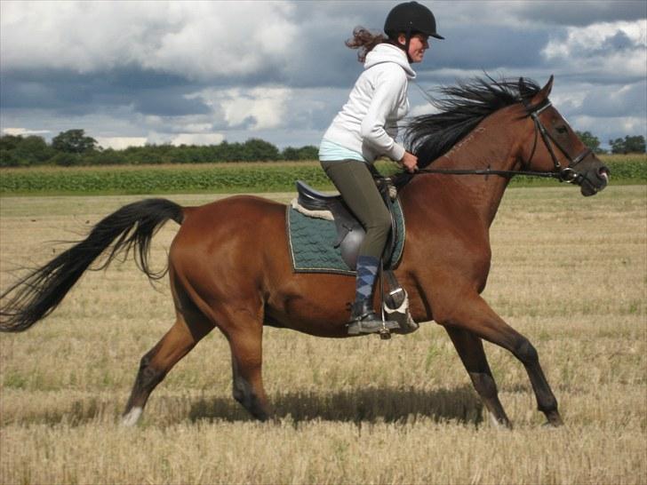 Arabisk fuldblod (OX) Farouk billede 14