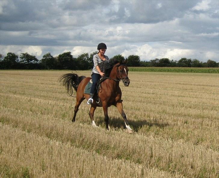 Arabisk fuldblod (OX) Farouk billede 15