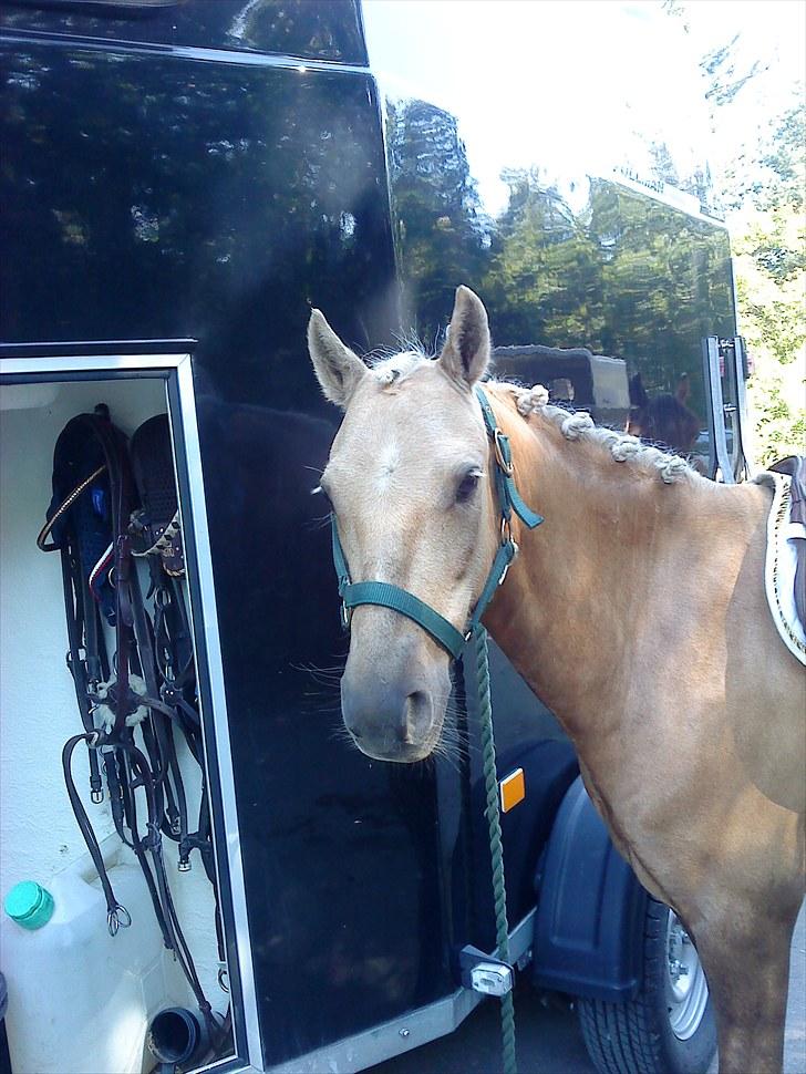 Tysk Sportspony Paloma 256 - paloma der står og bliver sadlet op til copenhagen horse show billede 10