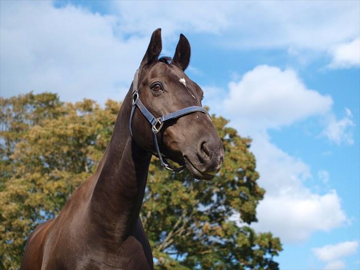 Anden særlig race †Charlie Brown R.I.P† - Mark hygge billede 11