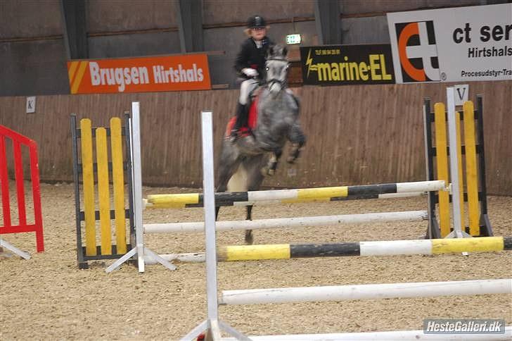 Welsh Cob (sec D) Lambay Nobility R.I.P billede 17