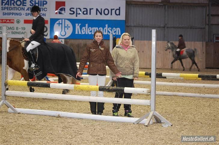 Welsh Cob (sec D) Lambay Nobility R.I.P billede 18