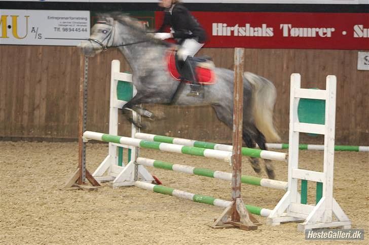 Welsh Cob (sec D) Lambay Nobility R.I.P billede 19