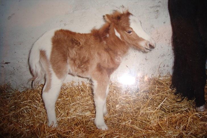 Shetlænder  † Nikoline † billede 19