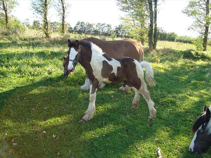 Irish Cob Villy Solgt billede 19