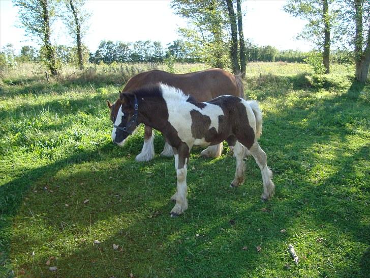 Irish Cob Villy Solgt billede 20