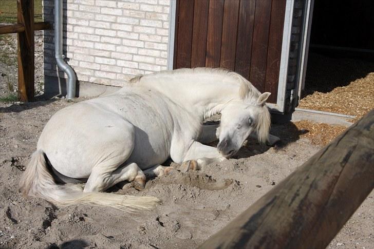 Welsh Pony (sec B) Møllegaards Showman A-Pony " Solgt" - Morgenlur i solen billede 18