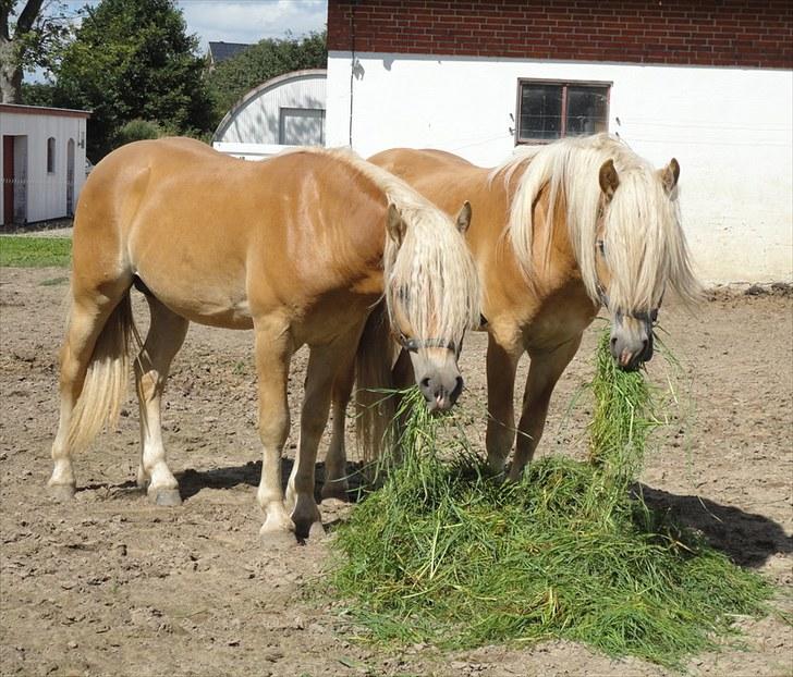 Haflinger Wi-Waldi Wican AVLSHINGST - Wi-Waldi med lillebror Werdi :) billede 4