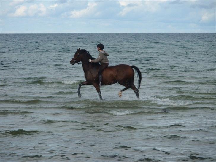Anden særlig race Garcon billede 11