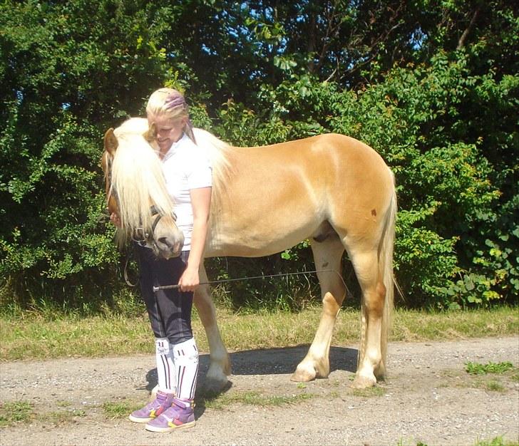 Haflinger Wi-Waldi Wican AVLSHINGST - nullertrolden ;)<3 billede 5