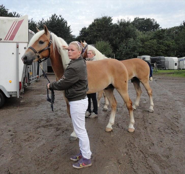 Haflinger Wi-Waldi Wican AVLSHINGST - lige ankommet til kåringen :) billede 6