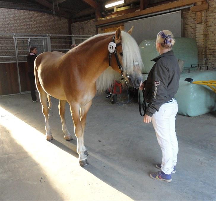 Haflinger Wi-Waldi Wican AVLSHINGST - venter på at blive målt, til kåring.. billede 7