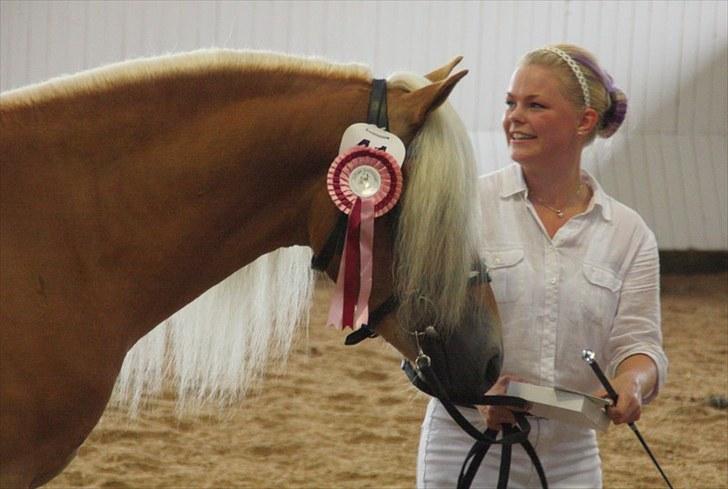 Haflinger Wi-Waldi Wican AVLSHINGST - fotograf: Heidi barløse kårin 2010. billede 11