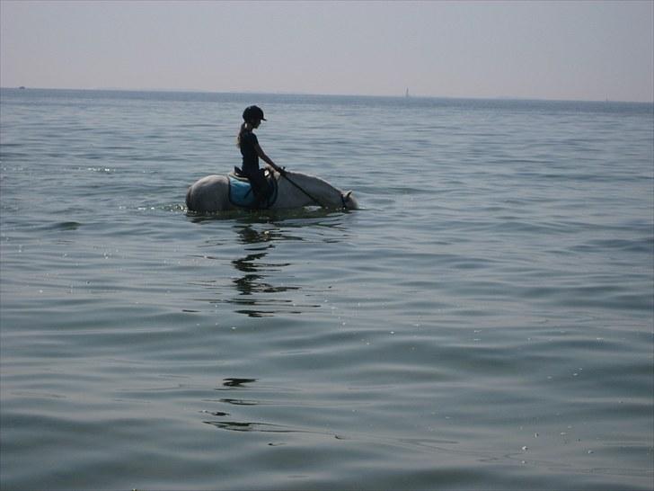 Welsh Pony (sec B) Møllegaards Showman A-Pony " Solgt" - Han elsker at få hele hovedet under vand billede 12