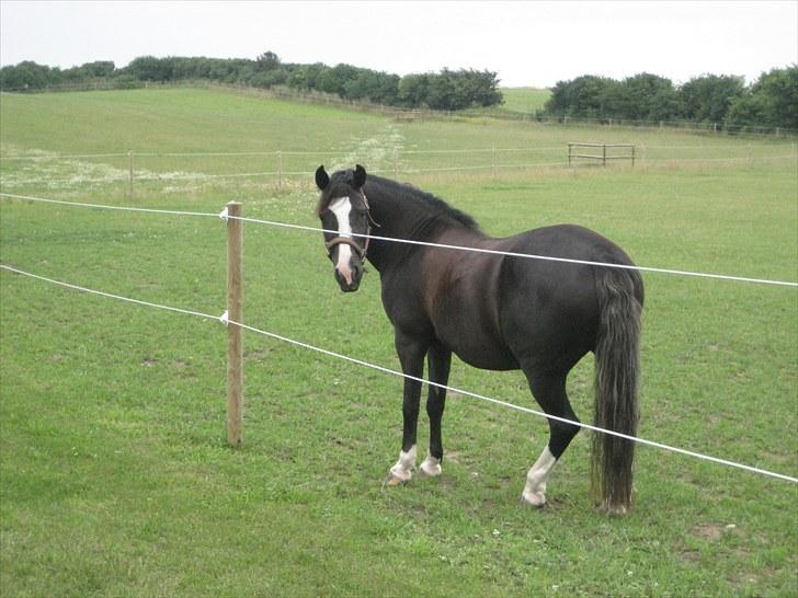 Anden særlig race Blacky *SOLGT* billede 9