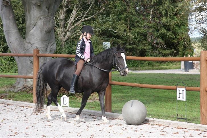 Anden særlig race Blacky *SOLGT* billede 11