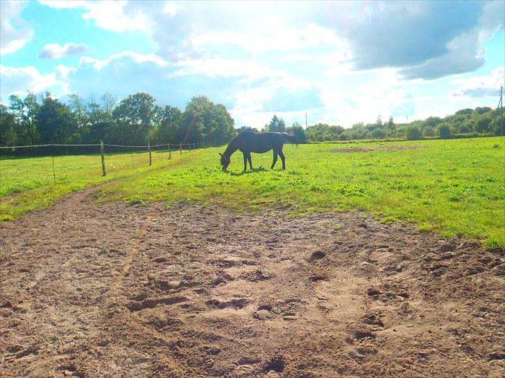Dansk Varmblod Sun Shine  - Sun Shine på fold. billede 6
