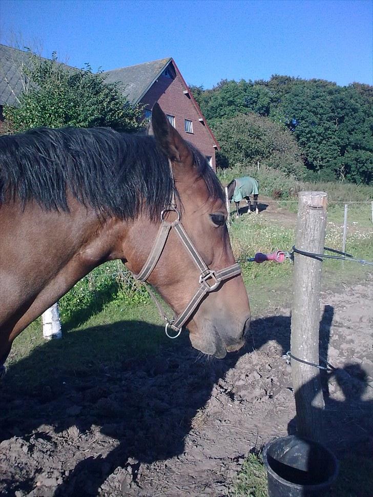 Welsh Cob (sec D) Donnovan - solgt - dato: 30/8-2010 billede 7