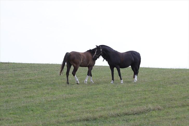 Anden særlig race Blacky *SOLGT* billede 18