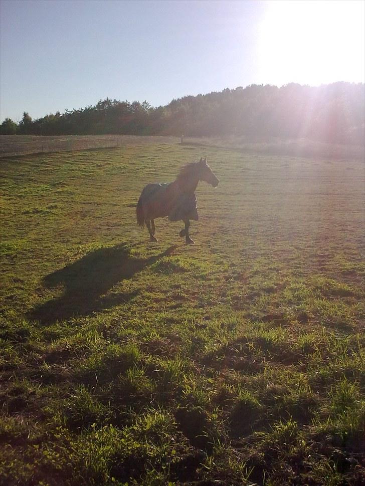 Welsh Cob (sec D) Donnovan - solgt - 30/8-2010. Hans fine trav. undskyld kvaliteten. blev taget mod solen :/ billede 8