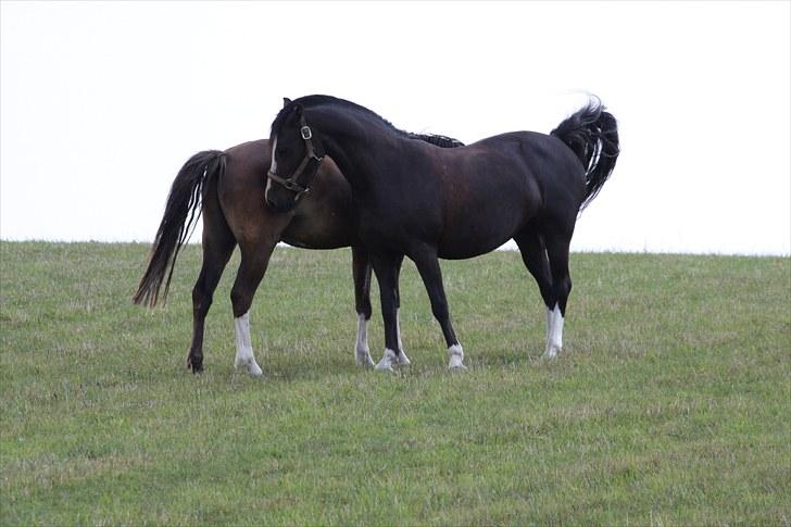 Anden særlig race Blacky *SOLGT* billede 19