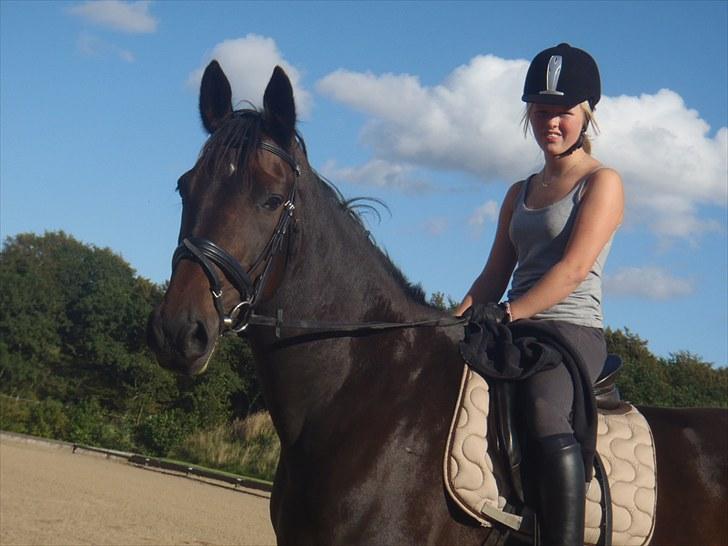 Dansk Varmblod Sun Shine  - ... billede 9