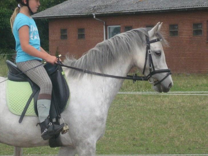 DSP Holmgaards Galant SOLGT ;( - Emilia og Galant <3 billede 2