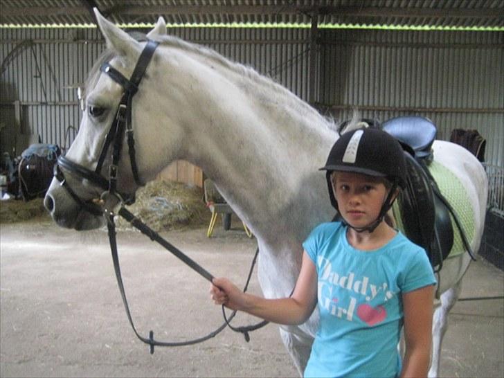 DSP Holmgaards Galant SOLGT ;( - Inden vi skal ud at træne dressur :) billede 3