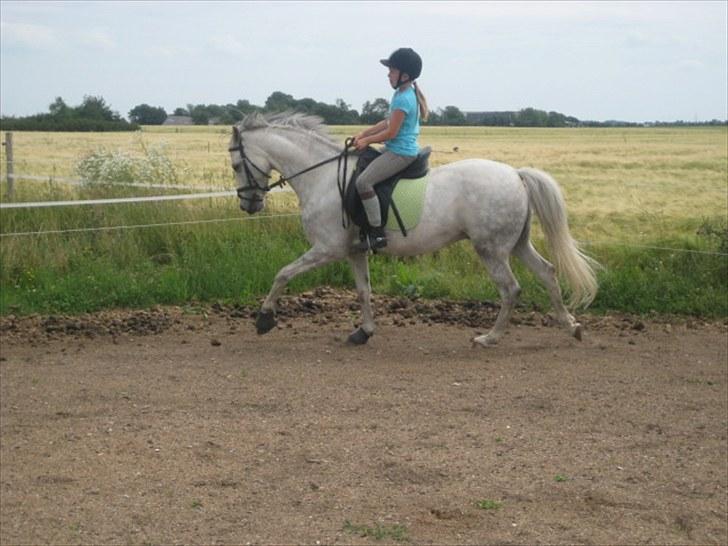 DSP Holmgaards Galant SOLGT ;( - Kalle i super god galop. I LOVE YOU KALLEMAND. billede 5