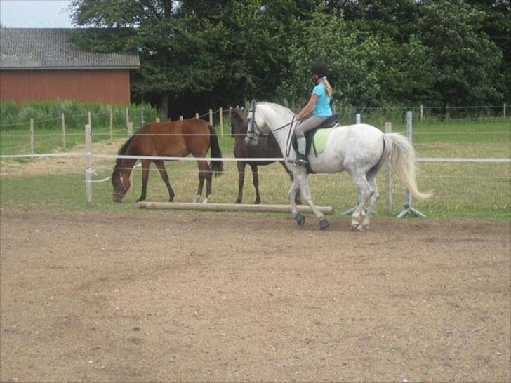 DSP Holmgaards Galant SOLGT ;( - Mig og Kalle i Galop billede 6