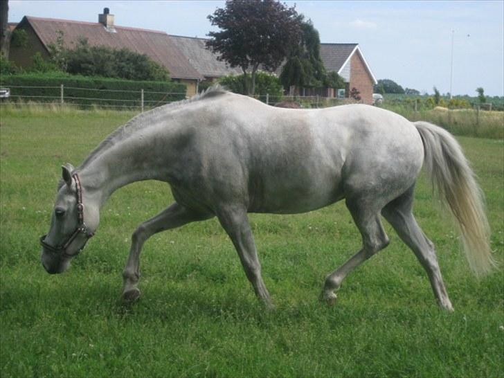 DSP Holmgaards Galant SOLGT ;( - Har lige været ude og ride, nu vil jeg rulle mig. billede 7