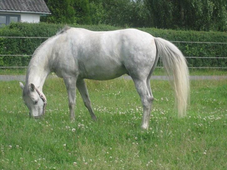 DSP Holmgaards Galant SOLGT ;( - Mmmm græs... det får jeg ikke meget af... billede 8