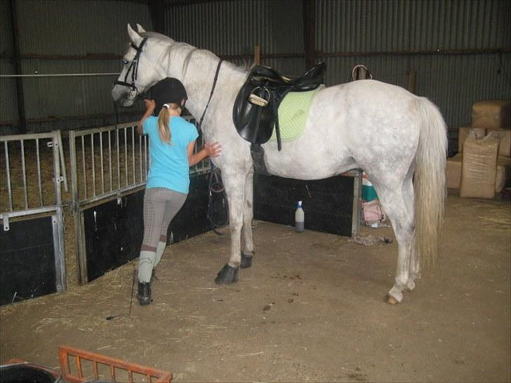 DSP Holmgaards Galant SOLGT ;( - SKUBB... billede 9